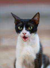 Stray cats in Al Khobar, Eastern Province, Saudi Arabia