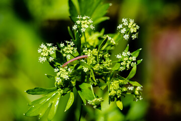 Vegetable flowers 