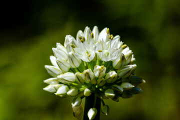 Vegetable flowers 