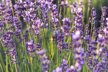 Honey bee pollinates the lavender flowers. Plant decay with insects.