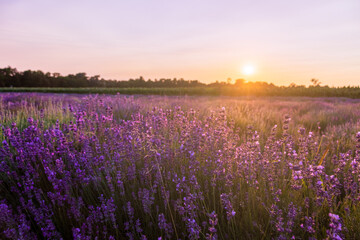 Obraz premium Beautiful landscape of lavender field with setting sun and orange sky