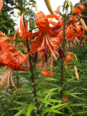 Tiger lilies blooming in a mass planting in the garden, vertical
