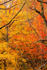 Gold and Orange Autumn Foliage