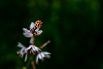 Little white flower with red straps
