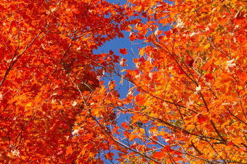 Two Autumn Maples Against the Sky