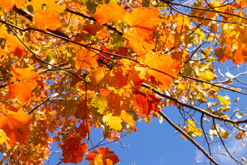 Naklejka na ściany i meble Backlit Autumn Leaves Against the Sky
