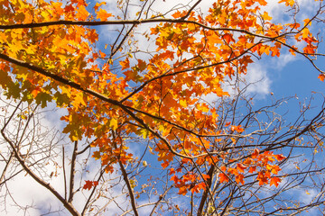 Fototapeta na wymiar Orange Maple Leaves and Bare Branches Against the Sky