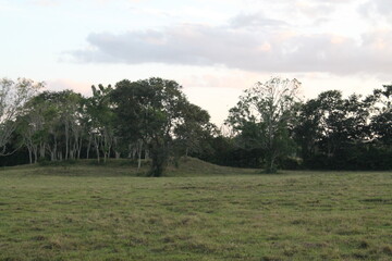 landscape with trees
