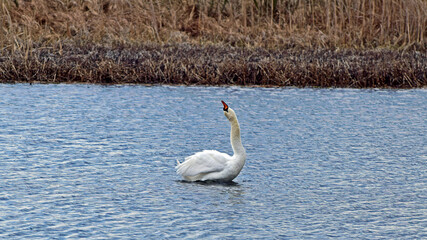 Łabędź niemy na jeziorze © Edward