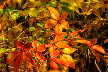 Orange Autumn Leaves in the Woods