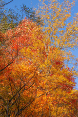 Colourful Autumn Foliage