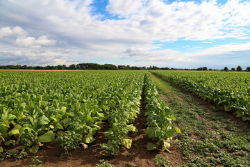 Fototapeta na wymiar Green tobacco plants on a field in Germany