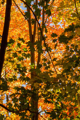 Autumn Foliage Overhead