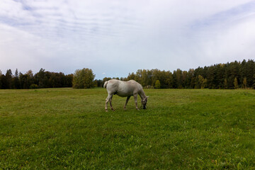 White horse grazes on the green grass in the field