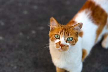 Beautiful red-white cat with green Eyes close-up on the background of the street. Cat with beautiful eyes