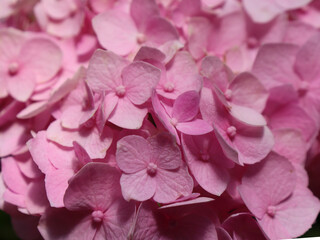 Pink hydrangea flowers close-up.