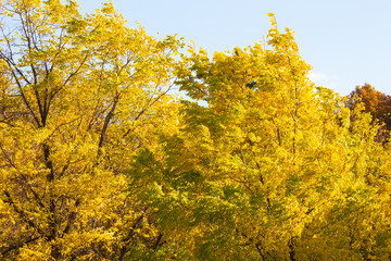 Fototapeta premium Greenish Golden Autumn Foliage