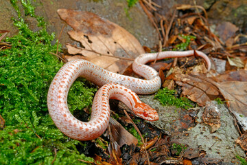Albino-Schlingnatter (Coronella austriaca) - albino Smooth snake 
