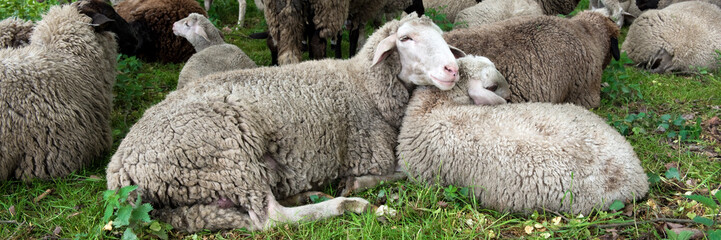 Tiere, Gefühle, Schafe