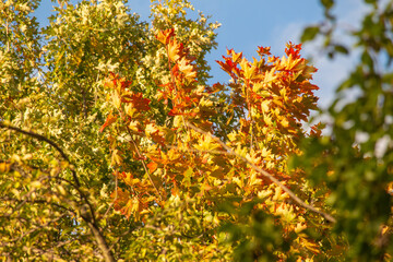 Gold and Yellow Autumn Foliages