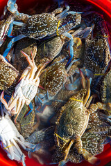 Fresh morning catch blue crab in Mui Ne, Vietnam