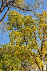 Autumn Leaves Against the Sky
