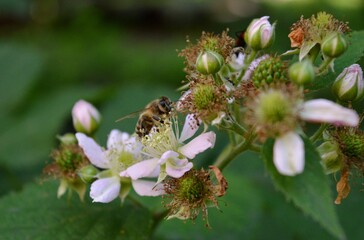 bee on a blackberry flower
