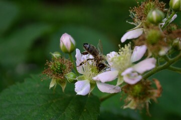 bee on a blackberry flower