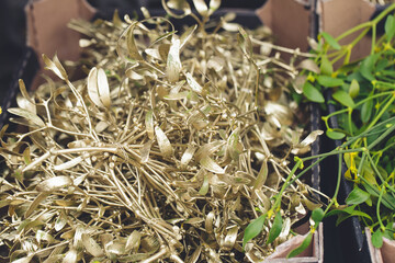 Traditional in Chech Republic Christmas mistletoe decoration, natural green and gold colored branches in the street shop. Environment, zero waste and diy concept. Close up, selective focus, copy space