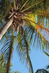 palm tree sunset tropical beach vacation beach  background  with copy space 