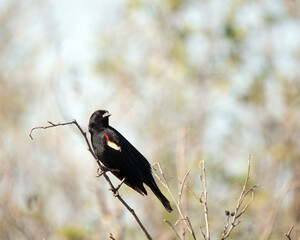 Red-winged blackbird Stock Photos. Red-winged blackbird male close-up profile view. Perched with blur background