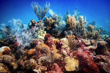 Arrecife Mexicano 