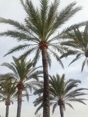 Fototapeta na wymiar palm tree sunset tropical beach vacation beach background with copy space 