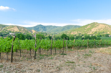 Fototapeta na wymiar grapes on a background of low hills