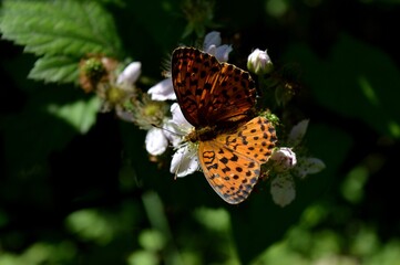 a butterfly with colorful wings on a blackberry flower