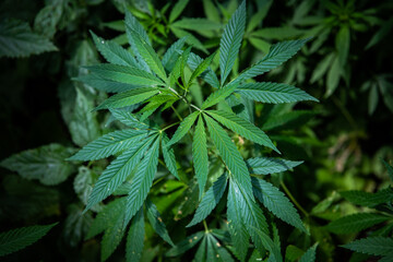 Cannabis is a standoff between a drug and a medicine. Green background of leaves.Close-up young hemp. Medicinal indica with CBD