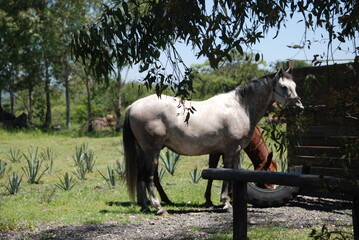 horse in a field