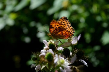 a butterfly with colorful wings on a blackberry flower