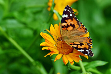 Motyl na kwiatku-makro