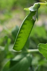 green peas on a plant
