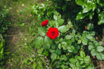 Two beautiful blooming red roses grow in the garden close-up. Garden flowers for sale and gifts.