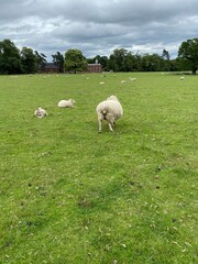 Obraz premium sheep in the field