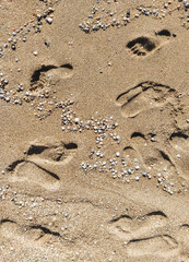 Many different prints of male and female legs on the sea sand with sea shells. Walk barefoot along the shore with footprints. Tourist rest.