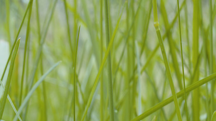 Grass in summer on the meadow