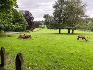 Deers in the field