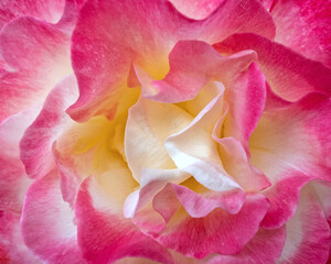 colorful pink and white rose flower top view close up, natural pattern background