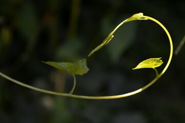small green creeper in spring