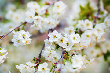 White cherry flowers. Blooming tree branch. Spring blossom. Shallow depth of field. Selective focus.