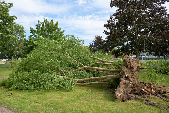 Umgest&uuml;rzter Baum nach einem heftigen Sturm in der Innenstadt von Magdeburg