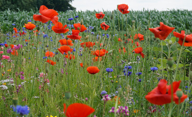 Fototapeta premium Mohnblumen, Kornblumen und andere Wiesenblumen ziehen Bienen an.